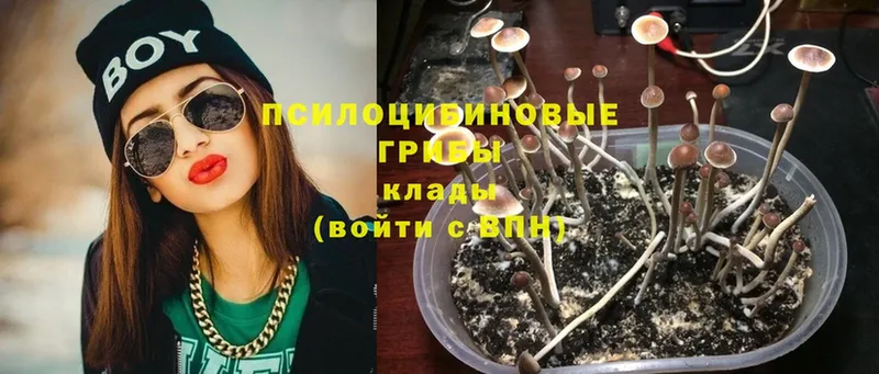 omg зеркало  Сергач  Псилоцибиновые грибы Psilocybine cubensis 